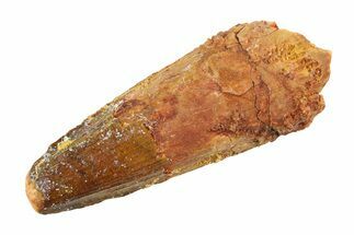 Real Fossil Spinosaurus Tooth - Feeding Worn Tip #346780
