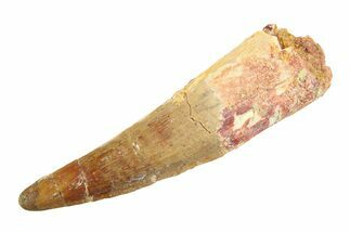 Fossil Spinosaurus Tooth - Real Dinosaur Tooth #346788