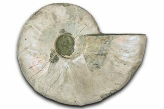 Silver Iridescent Ammonite (Cleoniceras) Fossil - Madagascar #346713