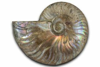 Silver Iridescent Ammonite (Cleoniceras) Fossil - Madagascar #346715