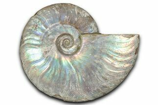 Silver Iridescent Ammonite (Cleoniceras) Fossil - Madagascar #346716