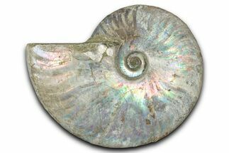 Silver Iridescent Ammonite (Cleoniceras) Fossil - Madagascar #346718