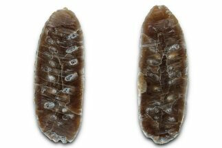 Cut & Polished Fossil Cycadophyte Cone - Boujdour, Morocco #346848