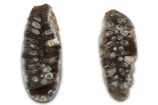 Cut & Polished Fossil Cycadophyte Cone - Boujdour, Morocco #346849