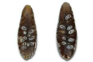 Cut & Polished Fossil Cycadophyte Cone - Boujdour, Morocco #346850