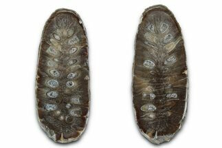 Cut & Polished Fossil Cycadophyte Cone - Boujdour, Morocco #346851