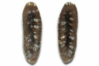 Cut & Polished Fossil Cycadophyte Cone - Boujdour, Morocco #346855