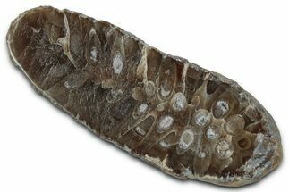 Cut & Polished Fossil Cycadophyte Cone (Half) #346862