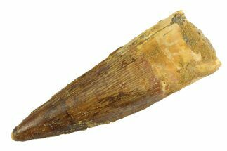 Fossil Spinosaurus Tooth - Real Dinosaur Tooth #346884