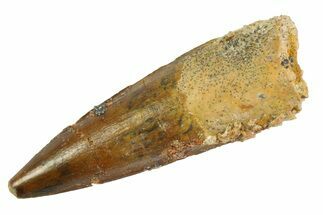 Fossil Spinosaurus Tooth - Real Dinosaur Tooth #346887