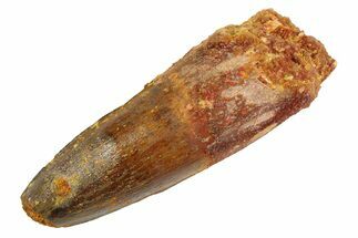 Fossil Spinosaurus Tooth - Real Dinosaur Tooth #346892