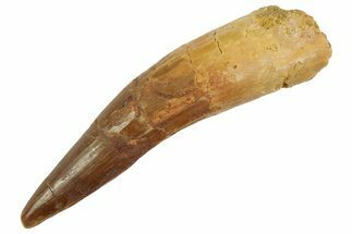 Fossil Spinosaurus Tooth - Real Dinosaur Tooth #346898