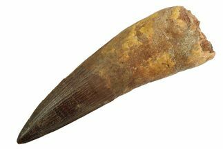 Real Fossil Spinosaurus Tooth - Huge Dinosaur Tooth #346935
