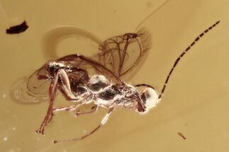 Detailed Fossil Parasitoid Wasp (Braconidae) in Baltic Amber #346574