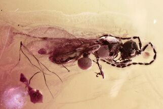 Detailed Fossil Parasitoid Wasp (Diapriidae) In Baltic Amber #346576