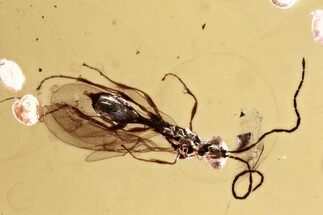 Detailed Fossil Wasp (Ismaridae) In Baltic Amber - Rare! #346577