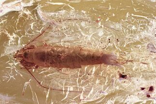 Detailed Fossil Bristletail (Machilidae) In Baltic Amber #346584