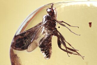 Detailed Fossil Parasitoid Wasp (Braconidae) in Baltic Amber #346587