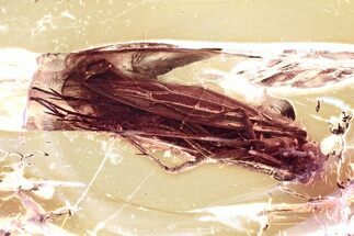 Detailed Fossil Caddisfly (Trichoptera) In Baltic Amber #346613