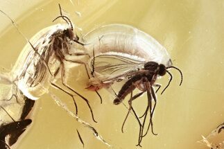 Two Fossil Dark-Winged Fungus Gnats In Baltic Amber #346617
