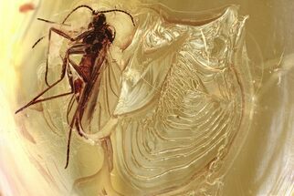 Fossil Dark-Winged Fungus Gnat (Sciaridae) In Baltic Amber #346620