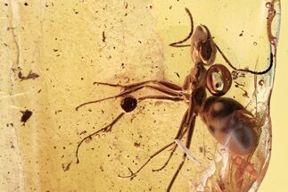 Detailed Fossil Ant (Formicidae) In Baltic Amber #346622