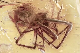 Detailed Fossil Spider (Araneae) In Baltic Amber #346623