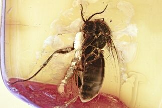 Detailed Fossil Fungus Gnat (Mycetophilidae) In Baltic Amber #346625