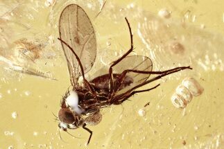 Detailed Fossil Long-Legged Fly (Dolichopodidae) in Baltic Amber #346630
