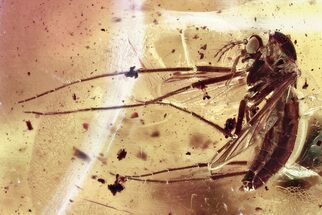Detailed Fossil True Midge (Chironomidae) in Baltic Amber #346631