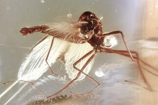 Detailed Fossil True Midge (Chironomidae) in Baltic Amber #346641