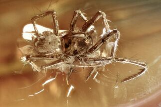Detailed Fossil Spider (Araneae) In Baltic Amber #346642