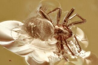 Detailed Fossil Spider (Araneae) In Baltic Amber #346643