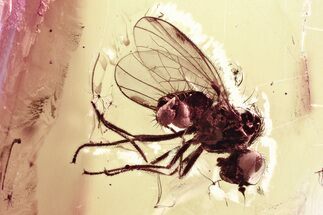 Detailed Fossil Fly (Microphorinae) with Huge Eyes In Baltic Amber #346649