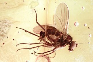 Detailed Fossil Long-Legged Fly (Dolichopodidae) in Baltic Amber #346658
