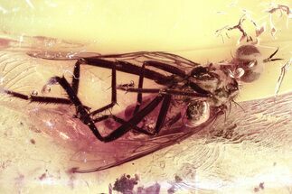 Detailed Fossil Dagger Fly (Empididae) In Baltic Amber #346667