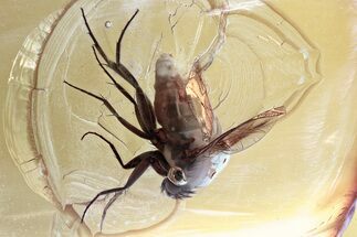 Huge Fossil Scuttle Fly (Phoridae) In Baltic Amber #346671