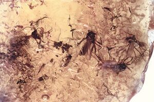 Baltic Amber With 3 Insects Trapped For Million Years Fossil - View #12