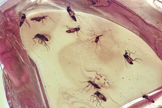 Detailed Fossil True Midge Swarm (Chironomidae) In Baltic Amber #346685