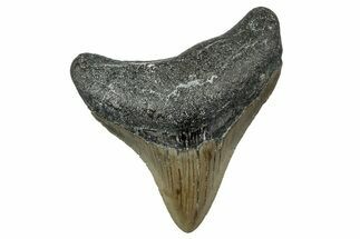 Serrated, Juvenile Megalodon Tooth - North Carolina #342204