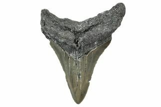 Serrated, Juvenile Megalodon Tooth - North Carolina #342210