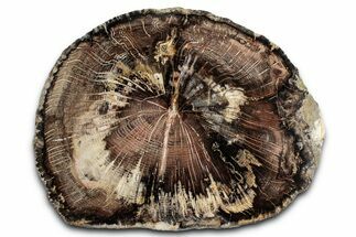 Polished Petrified Wood (Oak) End-Cut - Swartz Canyon, Oregon #346839