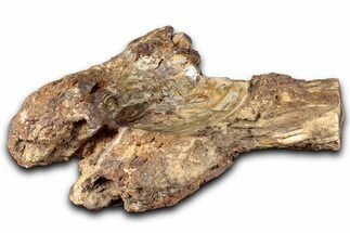 Polished Petrified Wood Soap Dish - Madagascar #346930