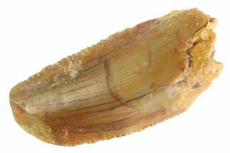 Serrated Raptor Tooth - Feeding Worn Tip #332720