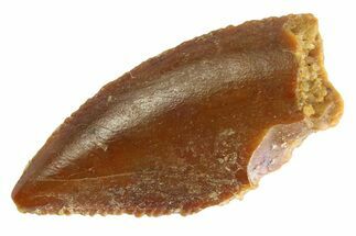 Serrated Raptor Tooth - Real Dinosaur Tooth #332725