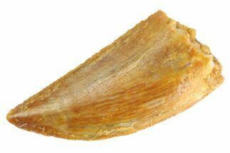 Serrated Raptor Tooth - Real Dinosaur Tooth #332822