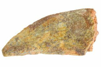 Bargain Raptor Tooth - Real Dinosaur Tooth #332824