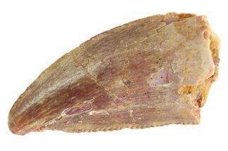 Serrated Raptor Tooth - Real Dinosaur Tooth #332827