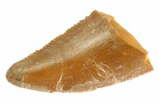 Serrated Raptor Tooth - Real Dinosaur Tooth #332829