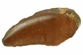 Serrated, Raptor Tooth - Real Dinosaur Tooth #333293